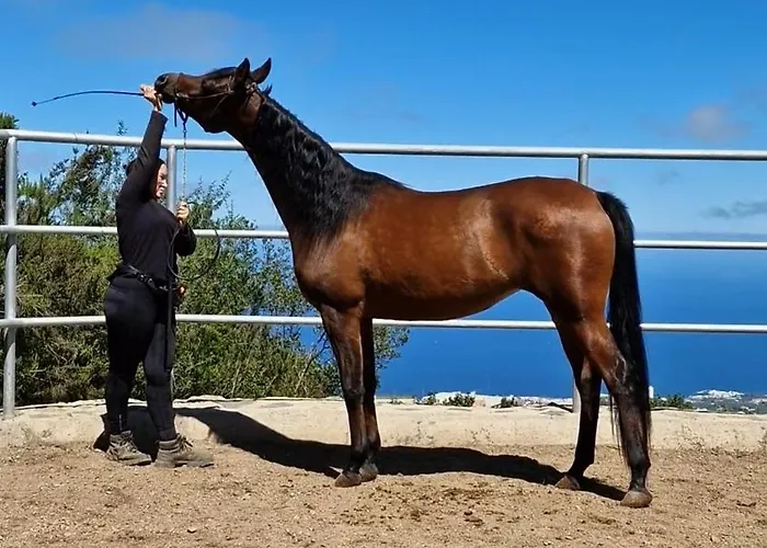 On The Edge Of The Teide National Park * 로스 레알레호스