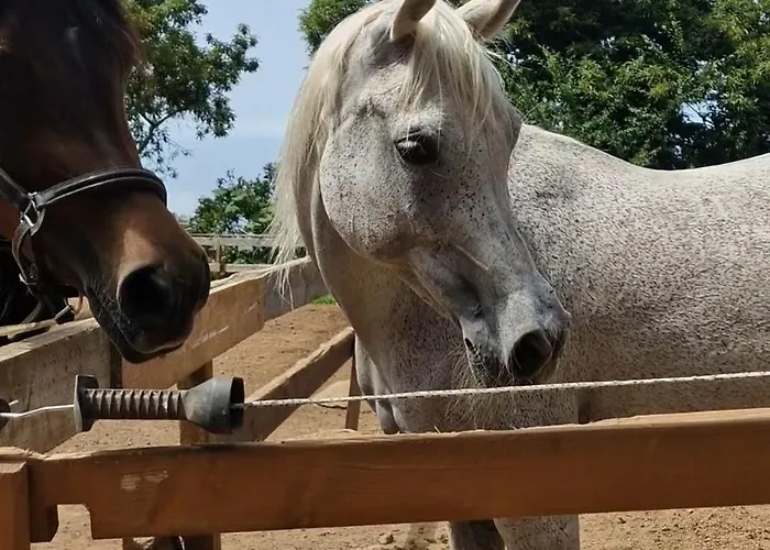 On The Edge Of The Teide National Park 아파트 로스 레알레호스
