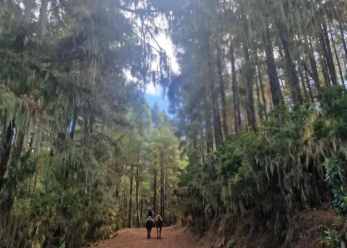 On The Edge Of The Teide National Park 로스 레알레호스